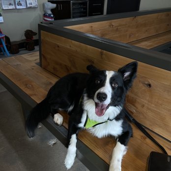 New River Veterinary Hospital - Boduke in the waiting room - Veterinarians Near Me - New River, Arizona New River Veterinary Hospital - Boduke in the waiting room - Veterinarians Near Me - New River, Arizona