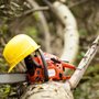 Photo of Yellow Ribbon Tree Experts
