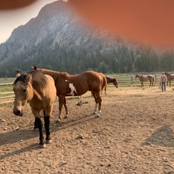 White Cloud Outfitters - Horse selection