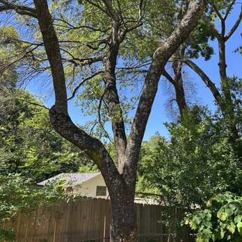 Gill Tree Care - Before - Tree Services Near Me - Decatur, Georgia