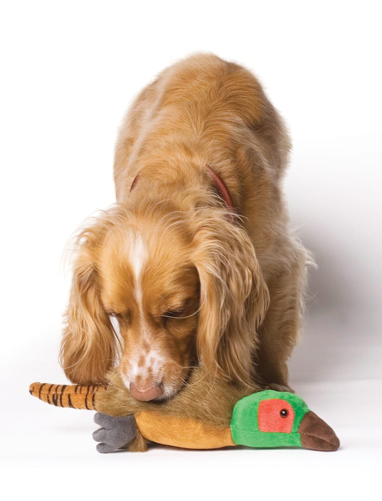 THE URBAN PET STORE London, United Kingdom Pet Stores Yelp