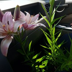 Stringer's Garden Centers
