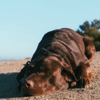 SchaferhundK9 - Pet Training Near Me SchaferhundK9 - Pet Training Near Me