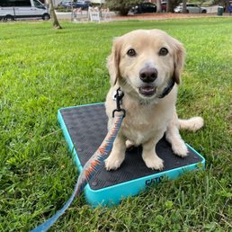 Training session to sit still on the pad while distractions go by! Training session to sit still on the pad while distractions go by!