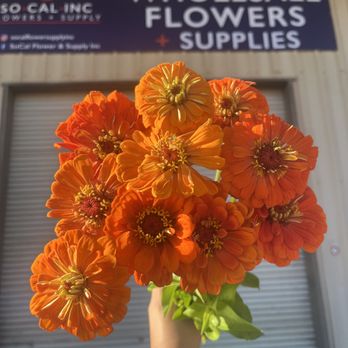 So Cal Flowers & Supply - Zinnias as beautiful as they can be one of many varieties in our cooler. - Flowers & Gifts Near Me - Oxnard, California So Cal Flowers & Supply - Zinnias as beautiful as they can be one of many varieties in our cooler. - Flowers & Gifts Near Me - Oxnard, California