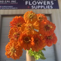 Zinnias as beautiful as they can be one of many varieties in our cooler.
