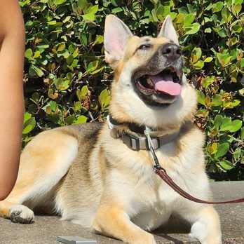Cali K9 - Lagertha loves Saturdays because of CaliK9! - Pet Training Near Me - Los Angeles, California Cali K9 - Lagertha loves Saturdays because of CaliK9! - Pet Training Near Me - Los Angeles, California