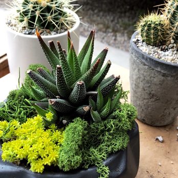OC Succulents - Nurseries & Gardening Near Me - Irvine, California