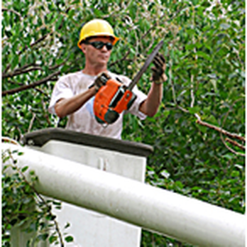 A Affordable Tree Experts - Tree Services Near Me - Bronx, New York