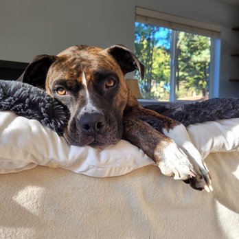 All About Canines - Pet Training Near Me