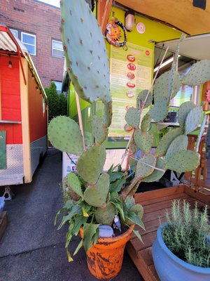 Poblano Pepper by null