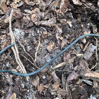 Brown's Tree Service - Cut electrical wire - Tree Services Near Me - Sarasota, Florida