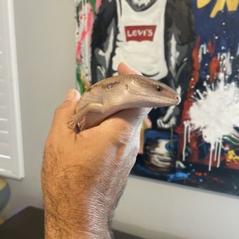 Dave’s Skinks - Pet Breeders Near Me Dave’s Skinks - Pet Breeders Near Me