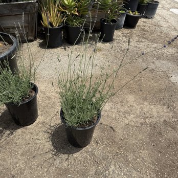 Echo Garden - Nurseries & Gardening Near Me - Los Angeles, California Echo Garden - Nurseries & Gardening Near Me - Los Angeles, California