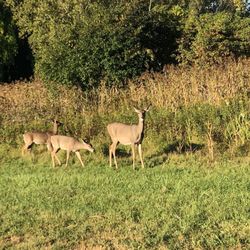Mohawk - Hudson Bike Trail - Oh deer.