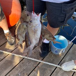 Miss Virginia Deep Sea Fishing - A few snapper for dinner:)