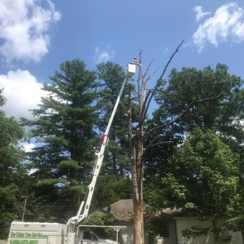 Der Oskar Tree Service - Dead oak removal. Saftey is our top priority. - Tree Services Near Me Der Oskar Tree Service - Dead oak removal. Saftey is our top priority. - Tree Services Near Me