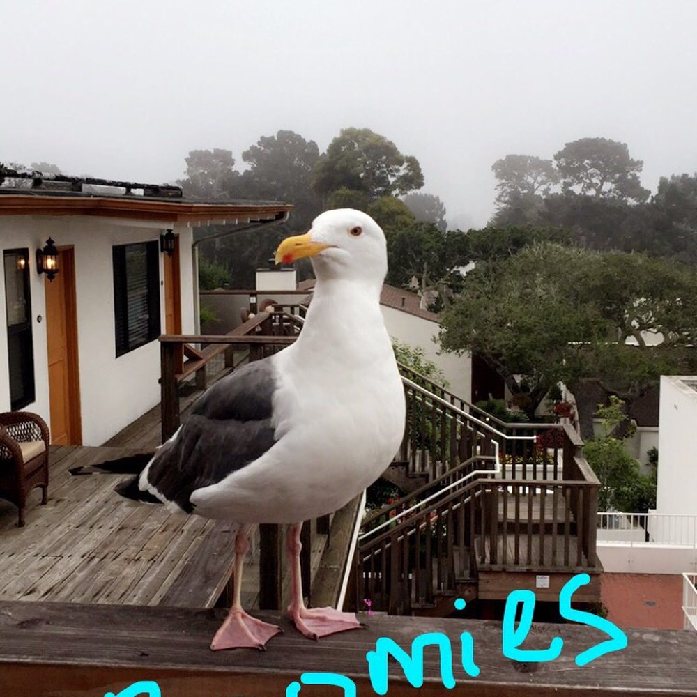 Great company from our private balcony at the Tally Ho Inn :)