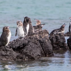 Ideal South America - Galapagos Penguins