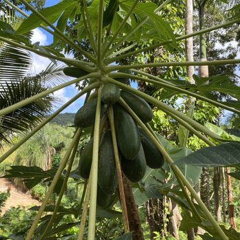 Hacienda Chocolat - Papaya - Walking Tours Near Me - Fajardo, Puerto Rico