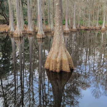 Tallahassee Museum - Museums Near Me - Tallahassee, Florida