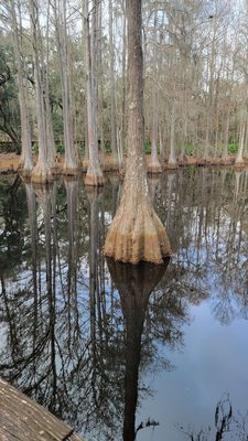 Tallahassee Museum by null