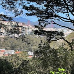 Buena Vista Park - I see the GGB