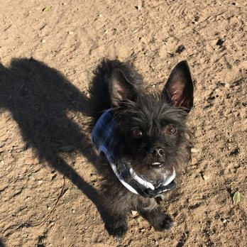 Desert Breeze Dog Park - My little man, Logan, at the park. - Dog Parks Near Me - Las Vegas, Nevada Desert Breeze Dog Park - My little man, Logan, at the park. - Dog Parks Near Me - Las Vegas, Nevada