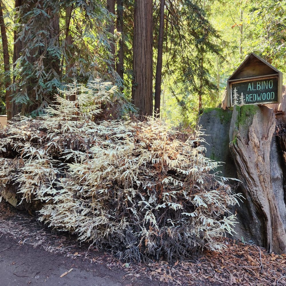 Fernwood Resort - Hotels Near Me - Big Sur, California Fernwood Resort - Hotels Near Me - Big Sur, California