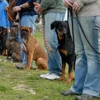 Best Darn Dog Training Class - Pet Training Near Me - San Jose, California Best Darn Dog Training Class - Pet Training Near Me - San Jose, California