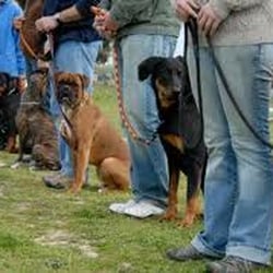 Best Darn Dog Training Class