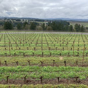 Ponzi Vineyards - View from Ponzi Vineyards Tasting Room - Wineries Near Me - Sherwood, Oregon Ponzi Vineyards - View from Ponzi Vineyards Tasting Room - Wineries Near Me - Sherwood, Oregon