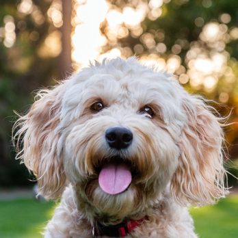 The Furrtographer - Zoe - Pet Photography Near Me The Furrtographer - Zoe - Pet Photography Near Me
