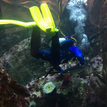 Seattle Aquarium - Aquariums Near Me - Seattle, Washington Seattle Aquarium - Aquariums Near Me - Seattle, Washington