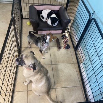 Petcrafter - Brothers and Sisters waiting for pickup and taking turns on the sofa! - Pet Groomers Near Me - New Port Richey, Florida Petcrafter - Brothers and Sisters waiting for pickup and taking turns on the sofa! - Pet Groomers Near Me - New Port Richey, Florida