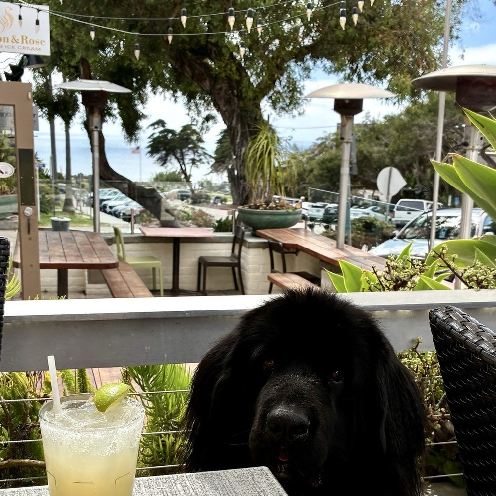 Sbicca Del Mar - Margarita - Wine Bars Near Me - Del Mar, California Sbicca Del Mar - Margarita - Wine Bars Near Me - Del Mar, California