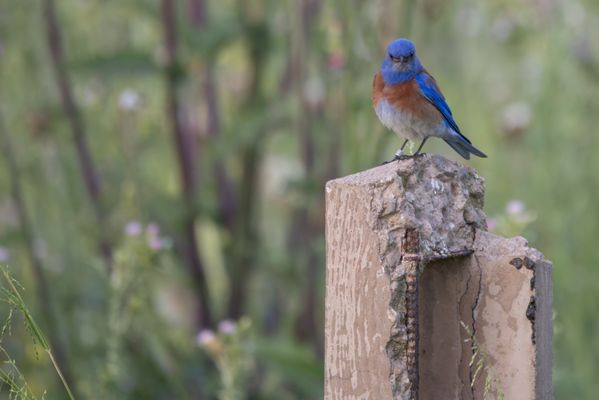 Sepulveda Basin Wildlife Reserve by null
