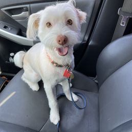 My best friend after a grooming