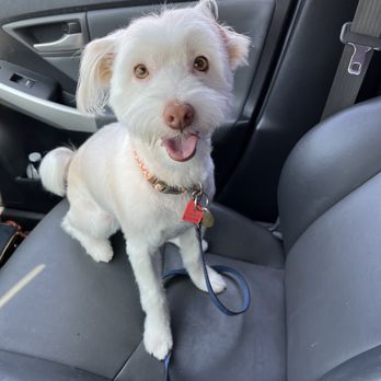 Pups in Tubs - My best friend after a grooming - Pet Groomers Near Me - Los Angeles, California