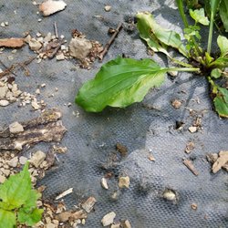 Alimagnet Dog Park - Baby Toads