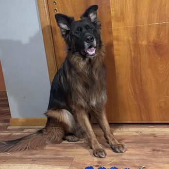 K9 Compass - Pet Training Near Me