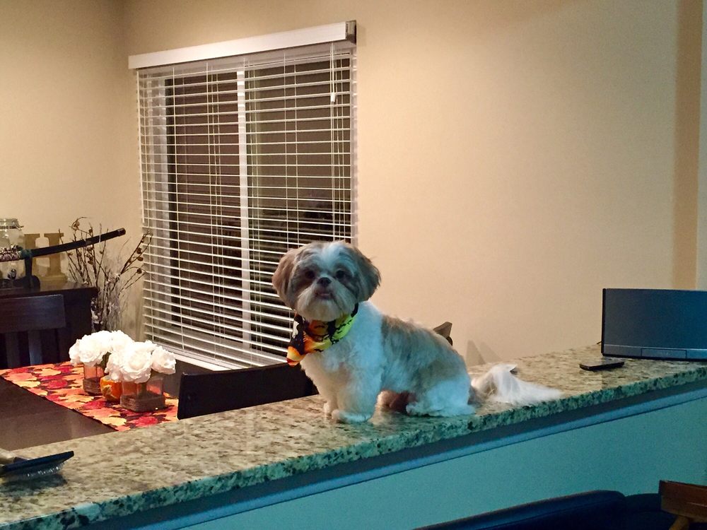 Shaggy Chix Pet Spa - pet boarding facility in Virginia Beach, VA