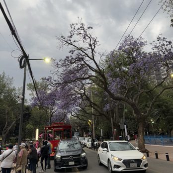 Parque Mexico - Parks Near Me - Ciudad de México, DIF