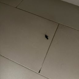 Found out I had company last night as I found this guy in the bathroom! Found out I had company last night as I found this guy in the bathroom!