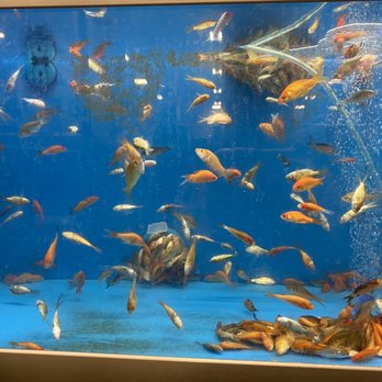 PetSmart - Pet Training Near Me - New Braunfels, Texas