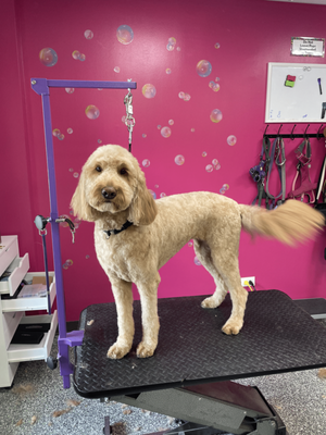 Doggy Style Salon by null