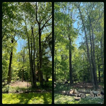 Roderick And Sons Tree Specialists - One more down.... - Tree Services Near Me Roderick And Sons Tree Specialists - One more down.... - Tree Services Near Me