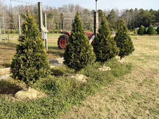 Whispering Pines Christmas Tree Farm
