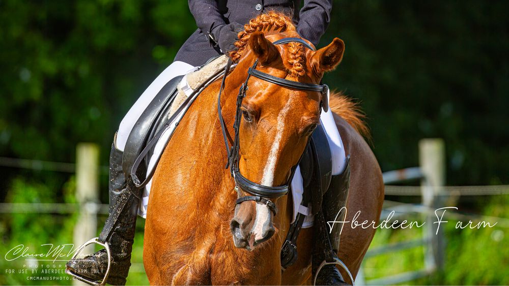 Aberdeen Farm - equestrian in South Lyon, MI