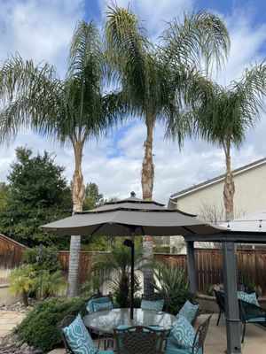 PALM TREE SERVICES - Palm tree maintenance PALM TREE SERVICES - Palm tree maintenance